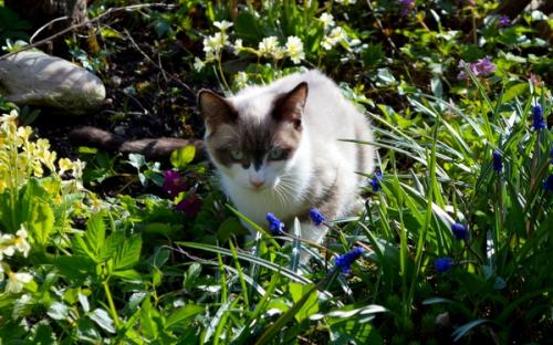 Котята сноу-шу