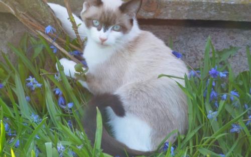 Котята сноу-шу