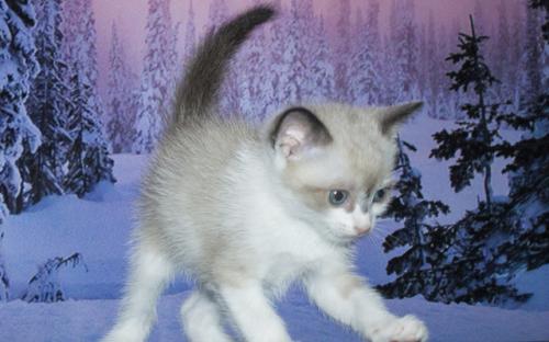 Котята сноу-шу