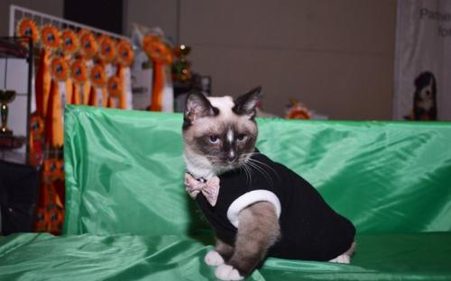 котята сноу-шу