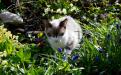 Котята сноу-шу