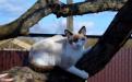 Котята сноу-шу