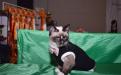 котята сноу-шу